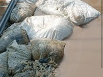 Bikin Bau! Tumpukan Karung Isi Usus Hewan Sumbat Sungai di Pemalang