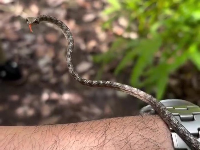 Ular cambuk merah atau Dryophiops rubescens. (dok Instagram @panjipetualang_real)