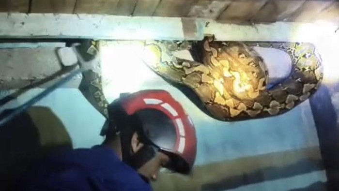 Ular piton berukuran enam meter masuk rumah warga di Toddopuli, Makassar.