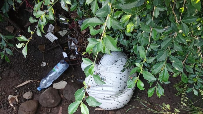 Penampakan karung plastik berbau busuk dikerumuni lalat yang menggegerkan warga Gedaren, Jatinom, Klaten, Rabu (15/4/2026) malam.