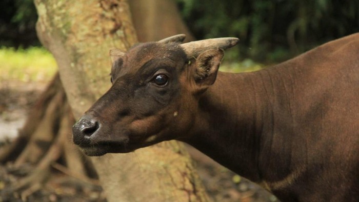 Mengenal anoa, hewan endemik Sulawesi yang terancam punah.