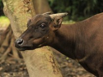 Mengenal Anoa, Hewan Endemik Sulawesi yang Terancam Punah