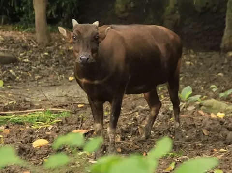 Anoa, hewan endemik Sulawesi