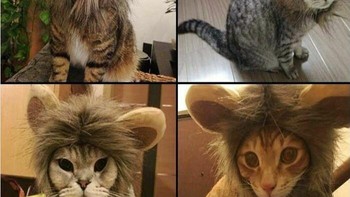 Topi singa untuk kucing. Dari kucing rumahan langsung naik kasta jadi “raja hutan”. Tatapannya tetap santai, tapi auranya beda. Foto: Boredpanda