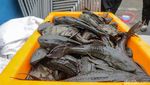 Berantas Ikan Sapu-sapu, Petugas Sisir Kali