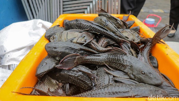 Petugas gabungan turun langsung ke aliran kali di kawasan Kelapa Gading, Jakarta, Jumat (17/4/2026), untuk melakukan penangkapan ikan sapu-sapu sekaligus membersihkan sampah dan sedimen yang mencemari perairan.