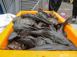 Ikan Sapu-sapu Punya Banyak Predator Alami, Tapi Tak Bisa Asal Dilawan