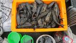 Berantas Ikan Sapu-sapu, Petugas Sisir Kali