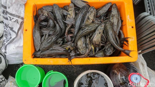 Berantas Ikan Sapu-sapu, Petugas Sisir Kali Petugas gabungan turun langsung ke aliran kali di kawasan Kelapa Gading, Jakarta, Jumat (17/4/2026), untuk melakukan penangkapan ikan sapu-sapu sekaligus membersihkan sampah dan sedimen yang mencemari perairan.