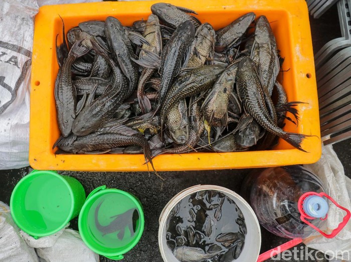 Petugas gabungan turun langsung ke aliran kali di kawasan Kelapa Gading, Jakarta, Jumat (17/4/2026), untuk melakukan penangkapan ikan sapu-sapu sekaligus membersihkan sampah dan sedimen yang mencemari perairan.