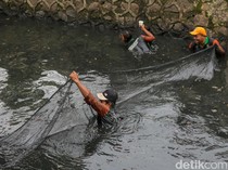 Video: Pramono Anung Kerahkan Petugas Khusus Tangani Invasi Ikan Sapu-sapu