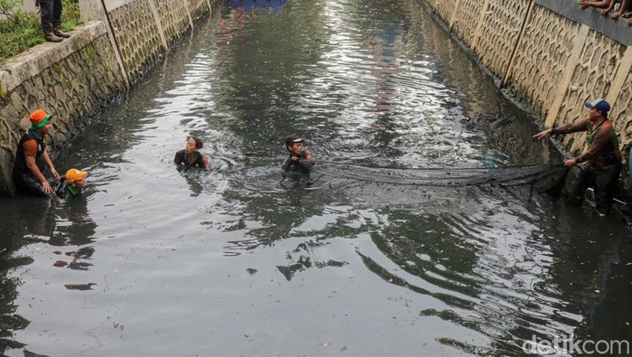 Petugas gabungan turun langsung ke aliran kali di kawasan Kelapa Gading, Jakarta, Jumat (17/4/2026), untuk melakukan penangkapan ikan sapu-sapu sekaligus membersihkan sampah dan sedimen yang mencemari perairan.
