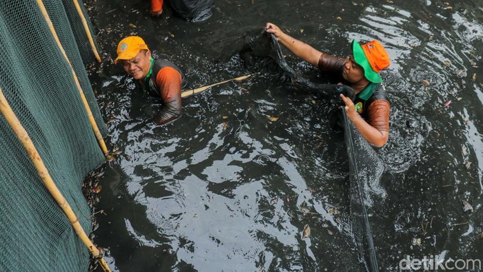 Petugas gabungan turun langsung ke aliran kali di kawasan Kelapa Gading, Jakarta, Jumat (17/4/2026), untuk melakukan penangkapan ikan sapu-sapu sekaligus membersihkan sampah dan sedimen yang mencemari perairan.