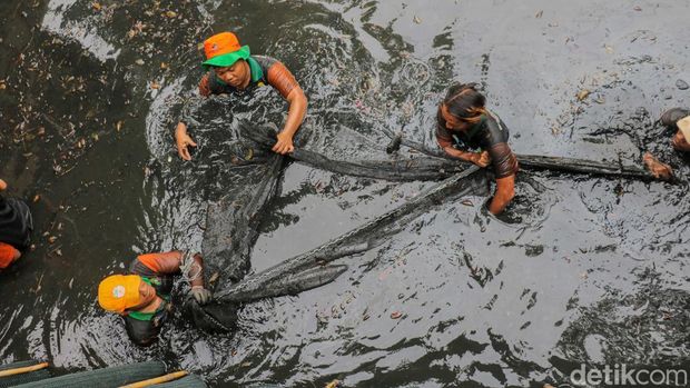 Berantas Ikan Sapu-sapu, Petugas Sisir Kali Petugas gabungan turun langsung ke aliran kali di kawasan Kelapa Gading, Jakarta, Jumat (17/4/2026), untuk melakukan penangkapan ikan sapu-sapu sekaligus membersihkan sampah dan sedimen yang mencemari perairan.