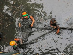 Video: Melihat Aksi Berburu Ikan Sapu-Sapu di Jakarta!