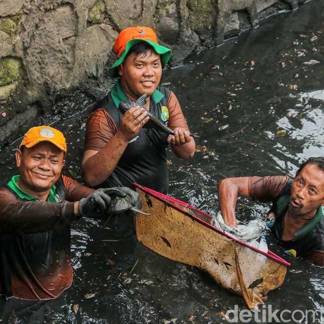 Berantas Ikan Sapu-sapu, Petugas Sisir Kali