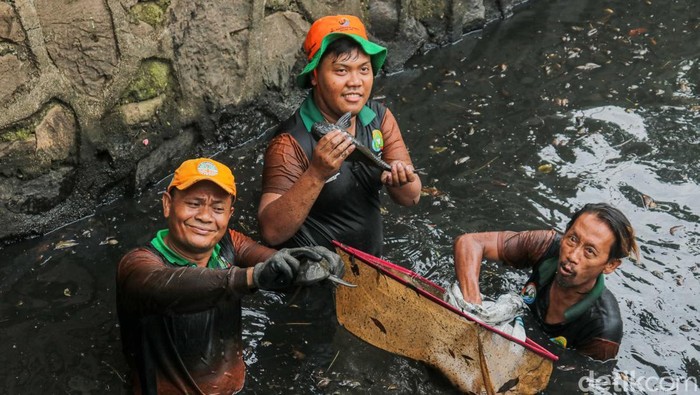 Petugas gabungan turun langsung ke aliran kali di kawasan Kelapa Gading, Jakarta, Jumat (17/4/2026), untuk melakukan penangkapan ikan sapu-sapu sekaligus membersihkan sampah dan sedimen yang mencemari perairan.