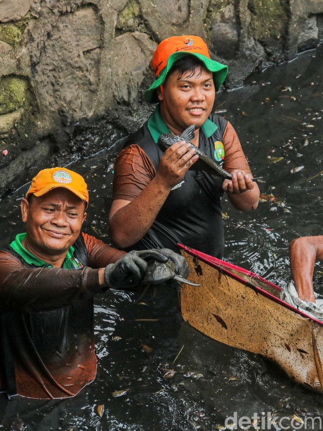 Berantas Ikan Sapu-sapu, Petugas Sisir Kali