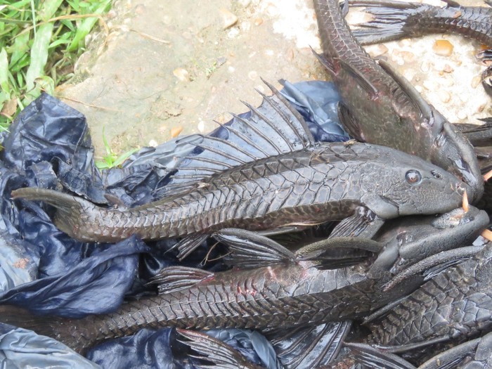 5 Cara Membasmi Ikan Sapu-sapu di Sungai, Hama Invasif Pengancam Ekosistem