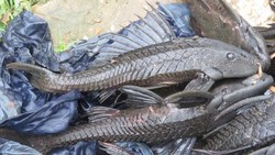 Ini Sebab Ilmiah Kenapa Ikan Sapu-sapu Invasif, Pantas Dimusnahkan