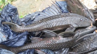 Kadis KPKP DKI Akui Sulit Musnahkan Ikan Sapu-Sapu Satu Per Satu