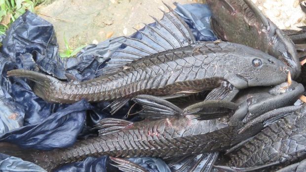 Ikan Sapu-sapu 5 Cara Membasmi Ikan Sapu-sapu di Sungai, Hama Invasif Pengancam Ekosistem