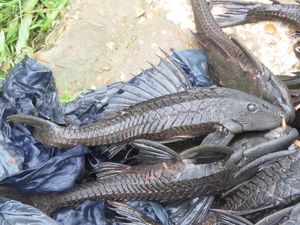 Kadis KPKP DKI Akui Sulit Musnahkan Ikan Sapu-Sapu Satu Per Satu