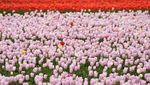 Intip Ladang Tulip yang Bikin Belanda Jadi Raja Bunga Dunia
