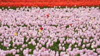 Industri bunga di Belanda tidak hanya berkontribusi terhadap perekonomian nasional, tetapi juga menciptakan lapangan kerja serta memperkuat posisi negara tersebut dalam perdagangan internasional. Getty Images/Pierre Crom