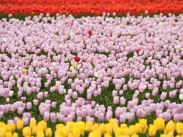 Intip Ladang Tulip yang Bikin Belanda Jadi Raja Bunga Dunia