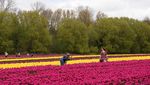 Intip Ladang Tulip yang Bikin Belanda Jadi Raja Bunga Dunia