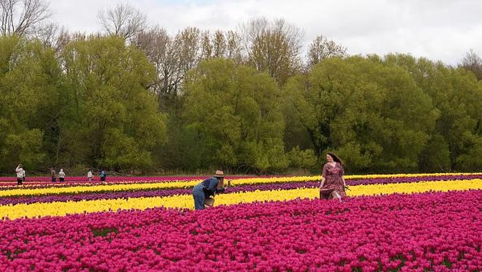 Intip Ladang Tulip yang Bikin Belanda Jadi Raja Bunga Dunia