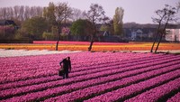 Aktivitas ini menjadi bagian dari proses budidaya yang menjaga kualitas produksi bunga unggulan negara tersebut. Getty Images/Pierre Crom