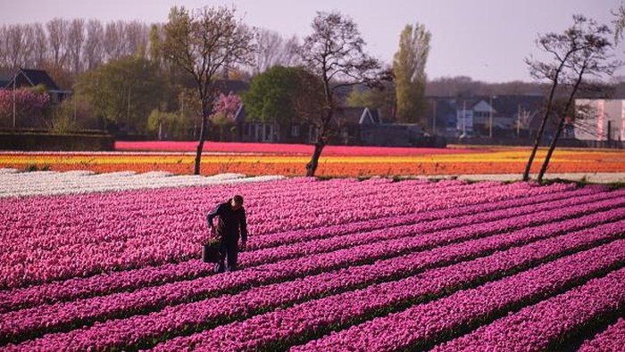 Intip Ladang Tulip yang Bikin Belanda Jadi Raja Bunga Dunia