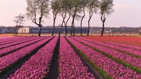 Tulip menjadi salah satu komoditas andalan dalam sektor hortikultura Belanda. Proses penanaman hingga panen dilakukan dengan standar tinggi untuk memastikan kualitas bunga tetap terjaga saat dipasarkan ke berbagai negara.