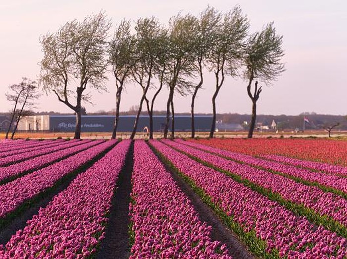Intip Ladang Tulip yang Bikin Belanda Jadi Raja Bunga Dunia