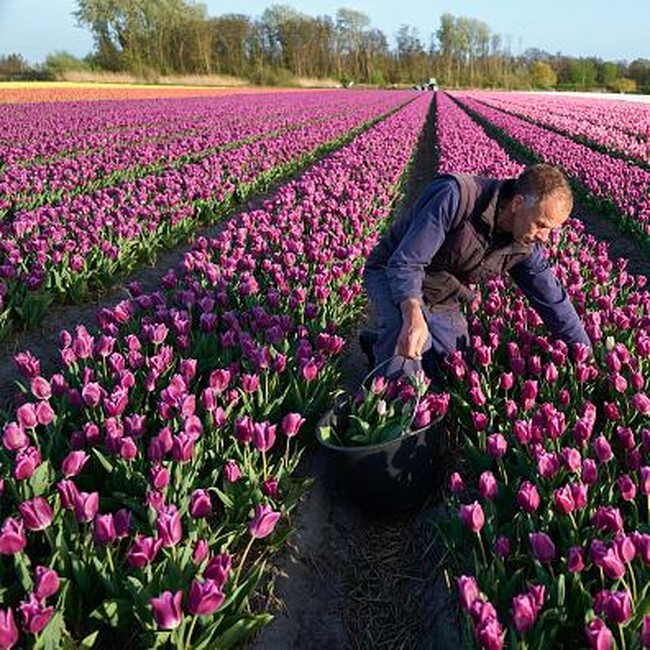 Intip Ladang Tulip yang Bikin Belanda Jadi Raja Bunga Dunia