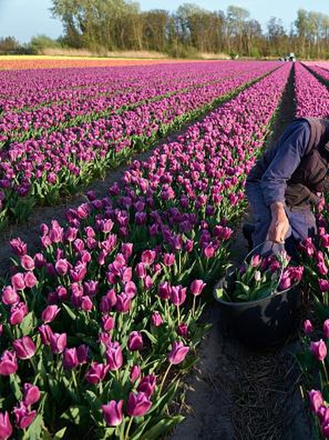 Intip Ladang Tulip yang Bikin Belanda Jadi Raja Bunga Dunia