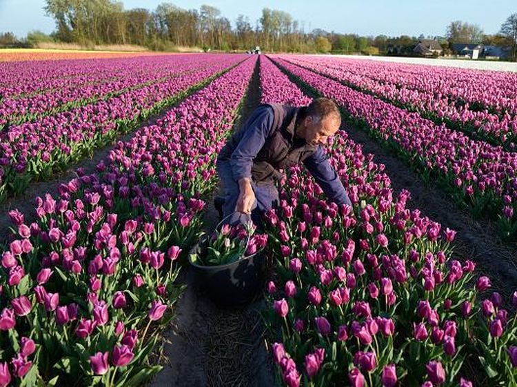 Intip Ladang Tulip yang Bikin Belanda Jadi Raja Bunga Dunia