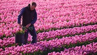 Seorang petani bunga terlihat memeriksa hamparan ladang tulip di kawasan De Zilk, Belanda, kemarin. Getty Images/Pierre Crom
