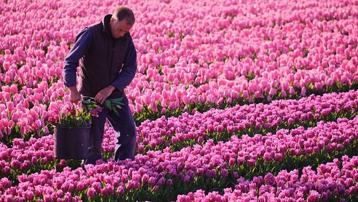 Intip Ladang Tulip yang Bikin Belanda Jadi Raja Bunga Dunia