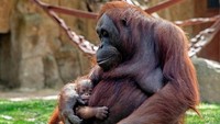 Kabar Gembira, Bayi Orangutan Kalimantan Lahir di Kebun Binatang Madrid