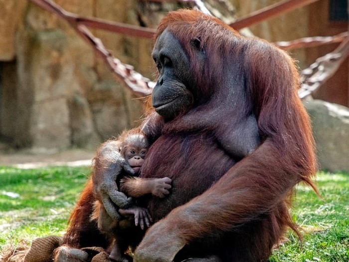 Orangutan Kalimatan di Madrid Zoo Aquarium bernama Suraya berhasil melahirkan seekor bayi orangutan