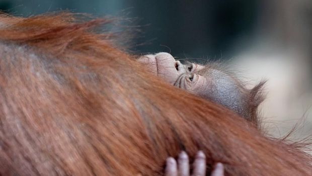 Orangutan Kalimatan di Madrid Zoo Aquarium bernama Suraya berhasil melahirkan seekor bayi orangutan