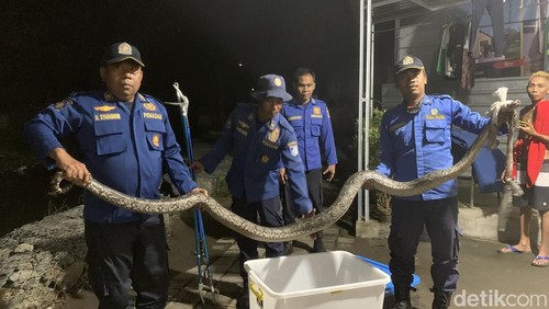 Petugas Damkarmat mengevakuasi ular piton sepanjang tiga meter di Sungai Tukat Bangkai, Lombok Barat, Jumat (17/4/2026). (M. Zahiruddin/detikBali)