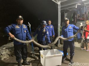 Asyik Nyetrum Ikan, Warga Lombok Barat Malah Dapat Ular Piton 3 Meter