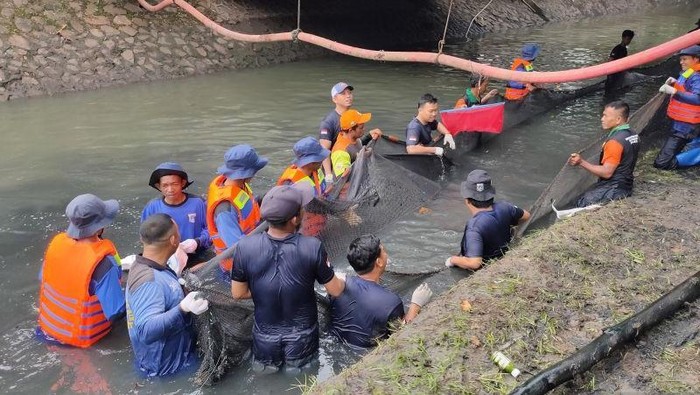 Petugas gabungan memburu ikan sapu-sapu di Kali Taman Semanan Indah, Cengkareng, Jakarta Barat, Jumat (17/4/2026)