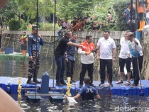 Video Pramono: Ikan Sapu-sapu Dominasi Perairan Jakarta, Populasi Sudah 60%