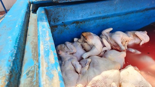 Ribuan daging ayam kiriman dari Jawa Timur dimusnahkan di Kantor Karantina NTB, Lembar, Lombok Barat, Jumat (16/4/2026). (Foto: Karantina NTB)