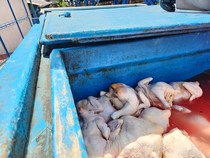 5,9 Ton Daging Ayam Tak Layak dari Jatim Dimusnahkan di NTB